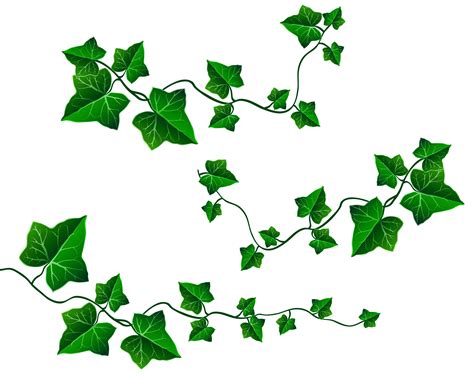 Vine leaves clipart 20 free Cliparts | Download images on Clipground 2024