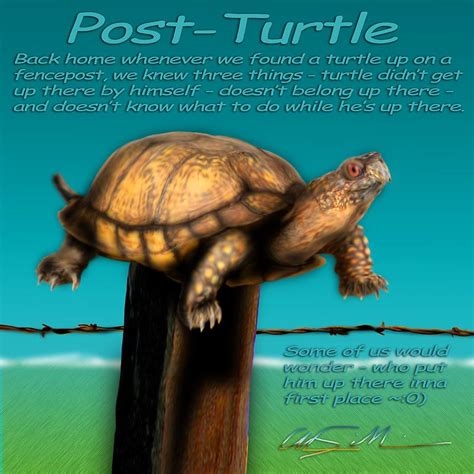 What is a Post Turtle? - Know Turtles