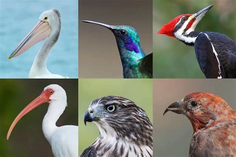 Why Birds Have Different Types of Beaks - Bird Feeder Hub