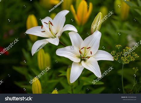 1,354,716 Lily Images, Stock Photos & Vectors | Shutterstock