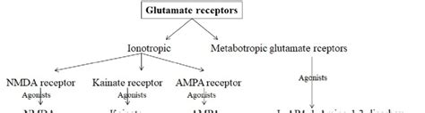 Types of glutamate receptors | Download Scientific Diagram