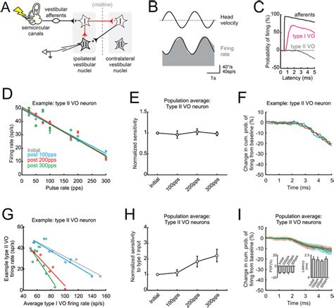 Inhibitory vestibular nuclei pathways display rapid compensatory ...