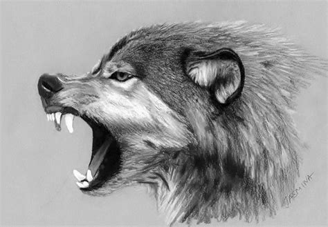 Wolf Drawing Art | Drawing Skill