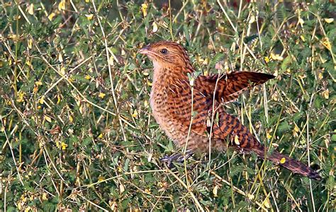 Karnataka: Karnataka: Rare birds sighted in coastal Karnataka