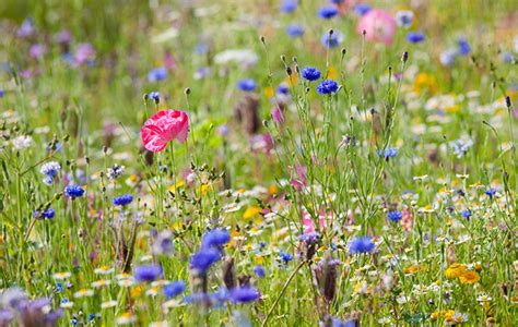 🌸 🌸 🌸 RESURRECTED 104 🌸 🌸 🌸 - Page 34 — BBC Gardeners' World Magazine