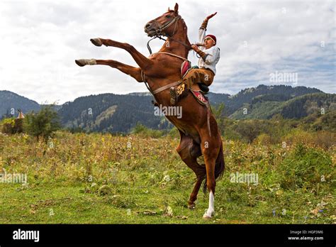 Pony Rearing With Rider