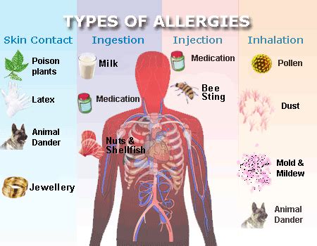 Allergy Treatment in Belle Haven, VA