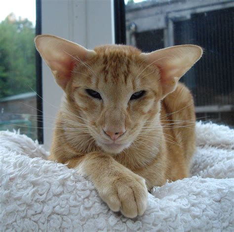 Gorgeous red oriental cat. | Oriental shorthair cats, Beautiful cats ...