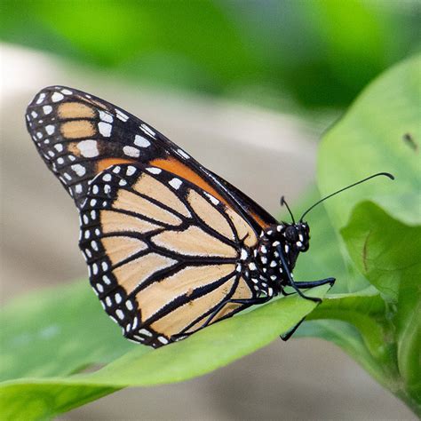 10 Incredible Monarch Butterfly Facts - Australian Butterfly Sanctuary