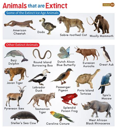 Extinct Animals: List and Facts with Pictures