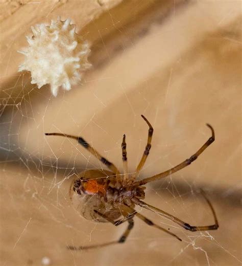 Brown Widow Spider, Latrodectus geometricus - DesertUSA