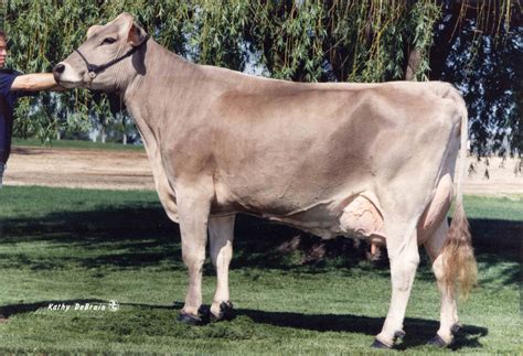 Types Of Cows – DairyPesa