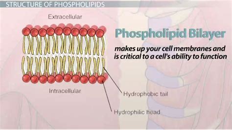 What Does Lipid Bilayer Mean | Sitelip.org