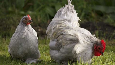 Bantam Chickens: Breeds, Egg Laying, Size and Care Guide