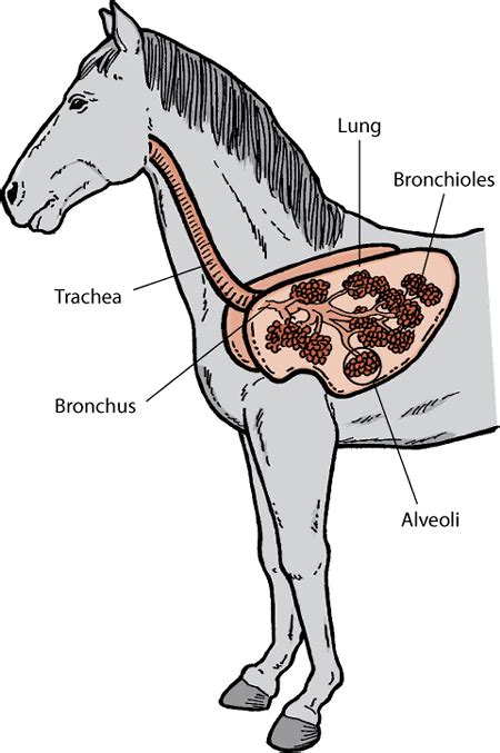 Introduction to Lung and Airway Disorders of Horses - Horse Owners ...