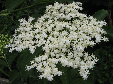 File:Some white flowers.jpg