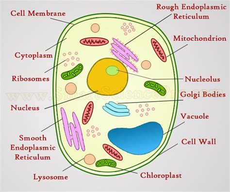 Structure of Animal Cell and Plant Cell Under Microscope + Diagrams