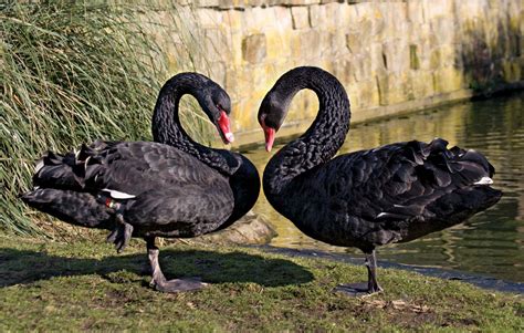 Black swan event | Definition, History, Examples, & Facts | Britannica