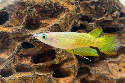 Golden Wonder Killifish: Care, Diet, Breeding & more