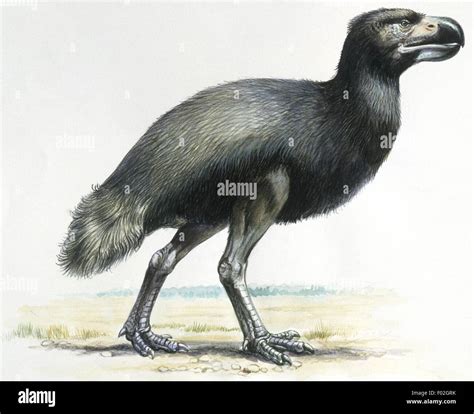 Prehistoric birds, Cenozoic era (Paleocene, Oligocene), Dyatrima ...