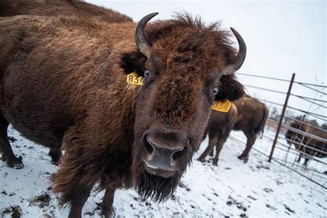 Konza's Bison on Kansas Day | Images | themercury.com