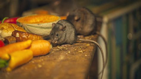 How To Identify The Common Type Of Rat In Your House This Winter (And ...