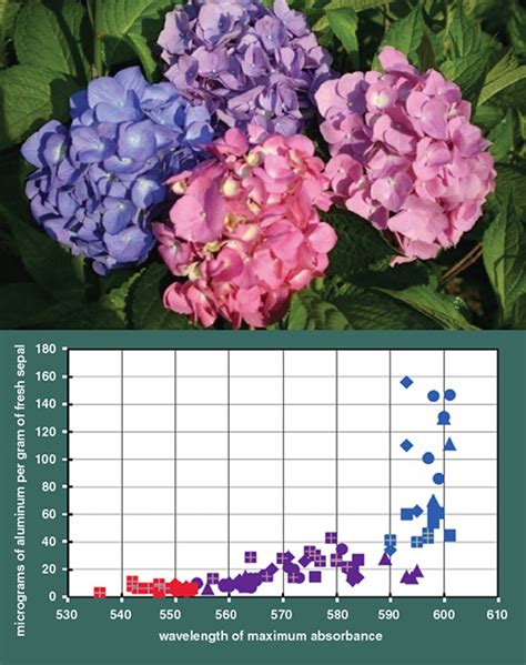 Ph Chart For Hydrangeas