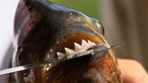 This Incredible Piranha Feeding Frenzy Will Leave You In Shock