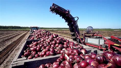 World Modern Agriculture Technology - Broccoli, Cabbage, carrot, onion ...