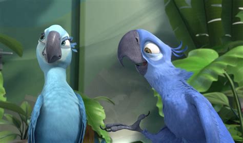 Blue macaw parrot that inspired "Rio" is now officially extinct in the ...