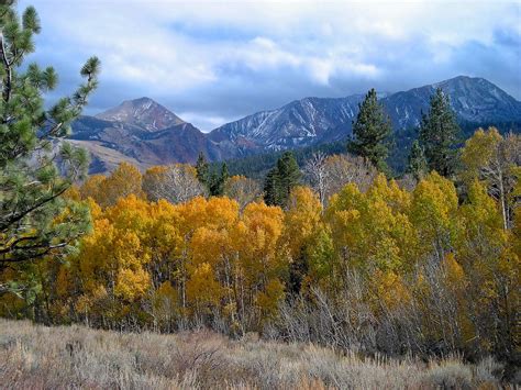 Mammoth Aspens | Fall colors near Mammoth Creek , Eastern Si… | Talo ...