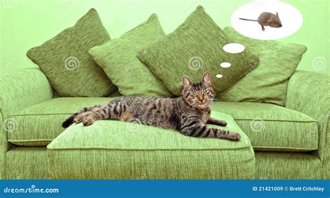 Cat dreaming stock image. Image of sleeping, lounge, bubble - 21421009