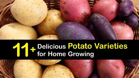 Common Varieties of Potatoes - Choosing Different Potato Types