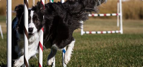 Why Do Border Collies Make Great Herding Dogs | Go Geese Go