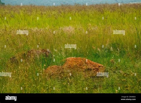 Highveld grassland near Vredefort Stock Photo - Alamy