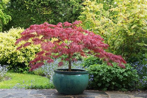 Growing Japanese Dwarf Maple Tree In Your Garden: A Guide