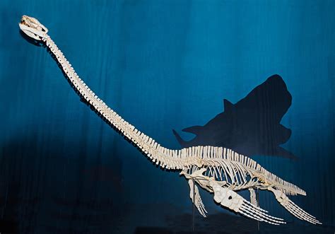 Elasmosaurus Fossils