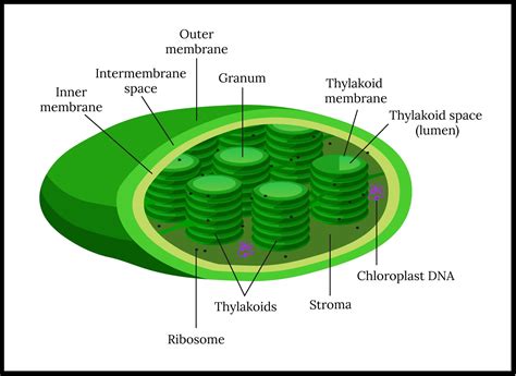 Chloroplast Diagram Labeled Photosynthesis - bmp-source