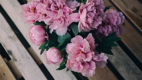 Pink Peony Wallpapers (57+ images)