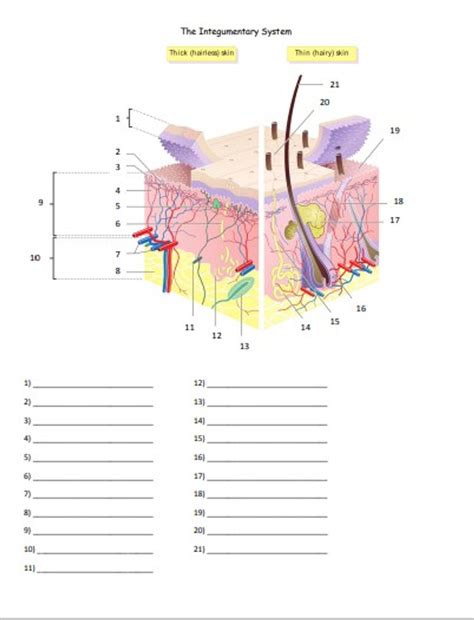 Integumentary System Review Bundle for Anatomy or Physiology - Amped Up ...