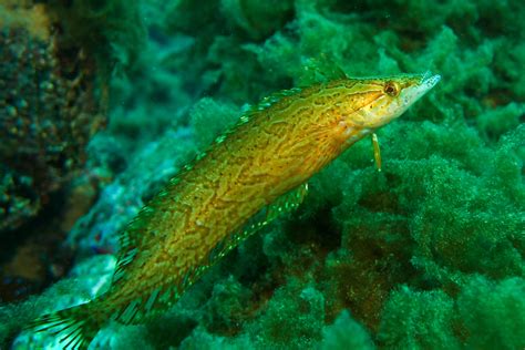 Giant Kelpfish (Marine Flora and Fauna of Emerald Bay & Doctor's Cove ...