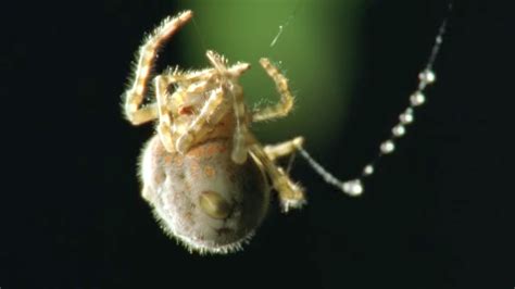 True Facts About the Bolas Spider by Ze Frank | True facts, Ze frank, Facts