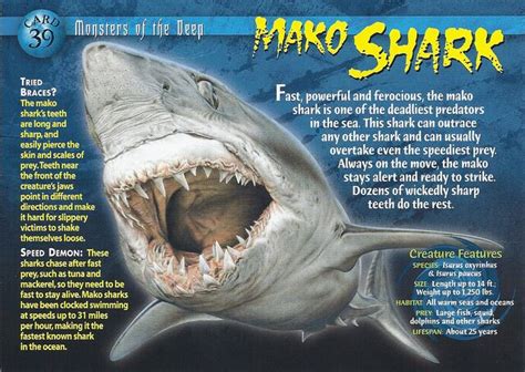 Image - Mako Shark front.jpg | Wierd N'wild Creatures Wiki | FANDOM ...