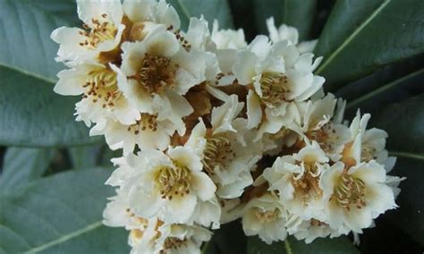 Loquat tree flowers