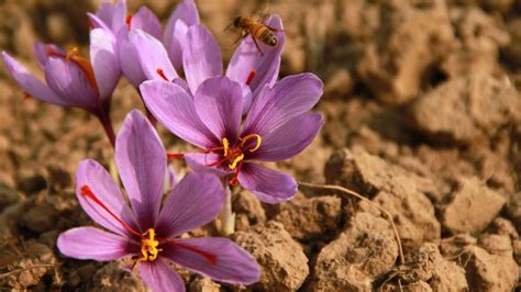 Kashmir's saffron harvest sees sharp decline - Firstpost