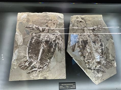 Fish fossil museum, Beirut - LebanonUntravelled.com