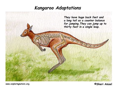 Adaptations of the Kangaroo