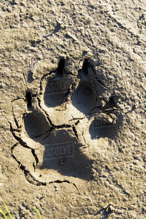 Black Bear Paw Print In Mud - pic-ista