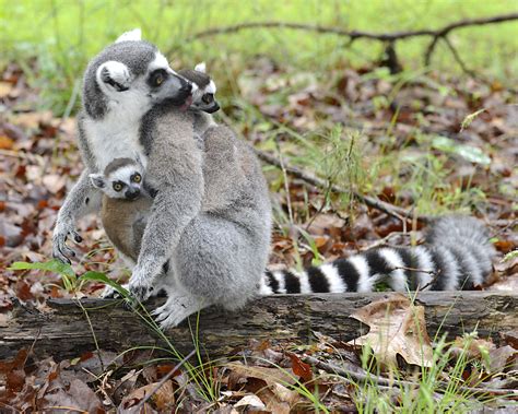 Ring-tailed Lemur - Duke Lemur Center