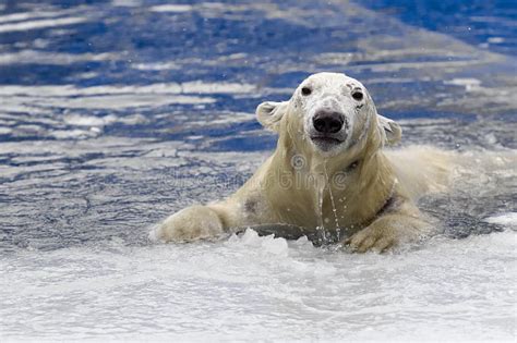 Swimming Polar Bear, White Bear in Blue Water Stock Photo - Image of ...